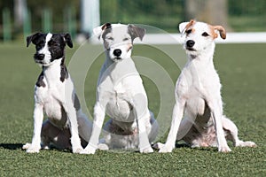 Serious parson russell terrier with sable and black markings on a face sitting outside photo