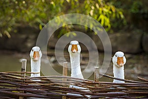 Three funny white geese