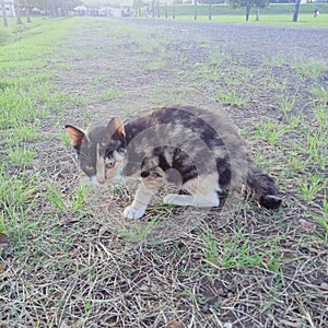 three fur cat with his sadness