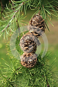 Three Fur Cones