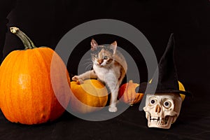 three-furred kitten in a black hat next to a pumpkin. Happy Halloween.