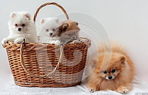 Three furry Pomeranian puppies two white and one sable sit in a basket next to an adult orange Pomeranian and looks at the camera