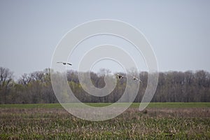 Three Gadwall Ducks in an Impoundment