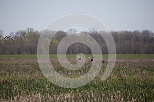 Three Gadwall Ducks in an Impoundment