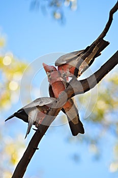 Three Galah cockatoos in tree