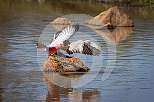 Three Galahs, pink and grey Australian parrots, taking off in a panic.