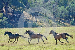 Three Galloping Wild Horses