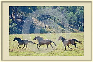 Three Galloping Wild Horses In A Photo Frame