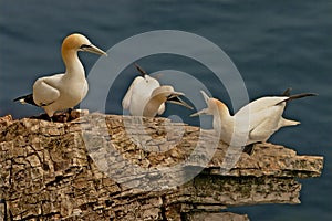 Three Gannets