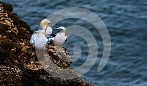 Three Gannets at bempton Cliffs, Yorkshire , UK