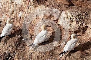Three gannets sit on the side of a rock. Seen from the back