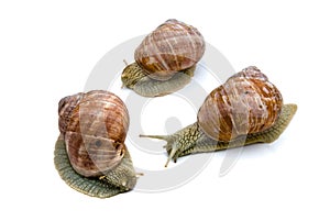 Three garden snails