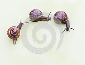 Three garden snails crawl one after another. Slowly crawl like snails.