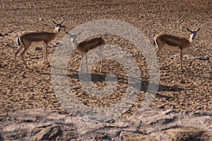 Three Gazelles in national park.