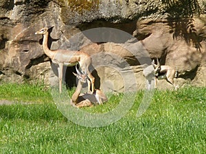 Three Gazelles in the Sun photo