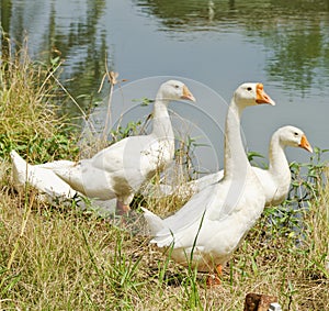 Three geese