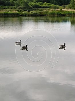 Three geese on a pond