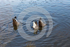 Three geese, bottoms up.