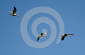 Three Geese Flying