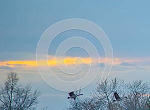 three geese are flying in the sky between trees with orange clouds