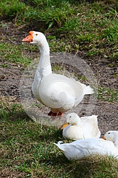 Three geese in a grass