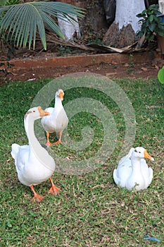 Three geese on grass playing