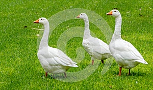 Three geese on grass
