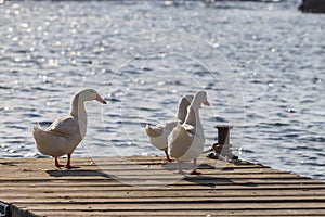 Three geese on a pier by the sea in sunny weather