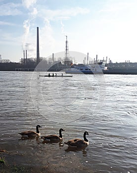 Three geese on a river synchron