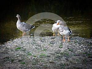 Three geese on the rocky bank of the river partially entered the water. Wild bird. Wild nature