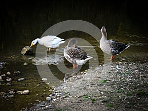 Three geese on the rocky bank of the river partially entered the water. Wild bird. Wild nature