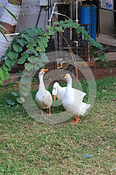 Three geese standing on grass