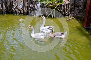 Three geese swim in the pond