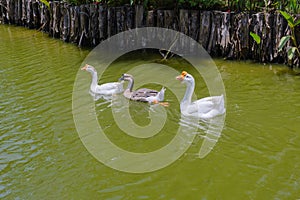 Three geese swim together in a canal