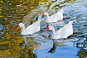 Three geese swimming