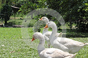 Three geese walking on grass