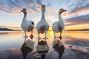 three geese walking in a line