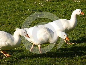 Three geeses on grass