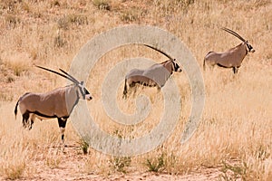 Three Gemsbok antelope in the Kgalagadi