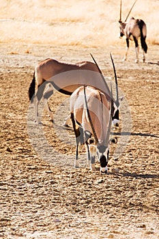 Three Gemsbok in the Kalahari desert