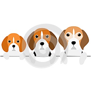 Three generations of beagles border