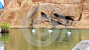 Three generative white ducks and a black head, standing on a rock in the lake, oceanography, Valencia, Spain.