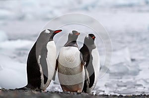 Three gentoo penguins Pygoscelis papua standing on the shore by an ocean covered in ice, Antarctica