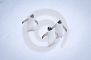 Three gentoo penguins waddle down snowy slope photo