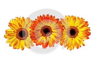 Three Gerbera Daisies