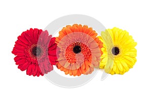 Three gerbera flowers isolated on white background