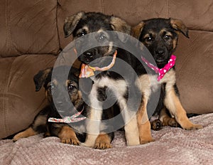 Three german shepherd mix puppies wearing bow ties