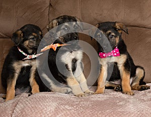 Three german shepherd mix puppies wearing bow ties being funny