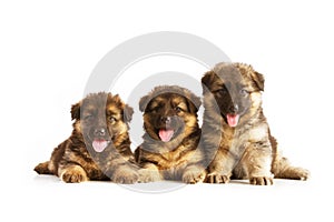 Three German Shepherd puppies