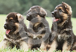 Tre Tedesco cuccioli 